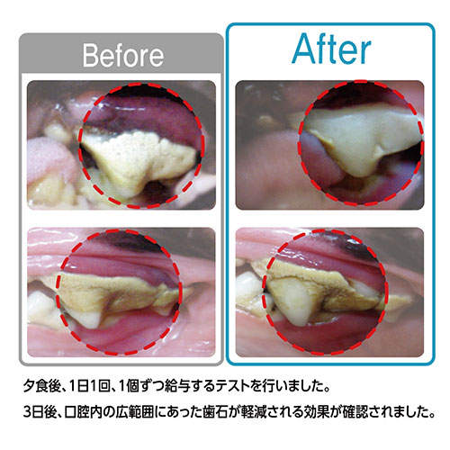 FORCANS フォーキャンス デンティ スリーフェアリー お徳用 150g S 6個セット