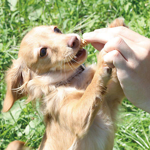 FORCANS フォーキャンス デンティ スリーフェアリー 75g M 24個セット