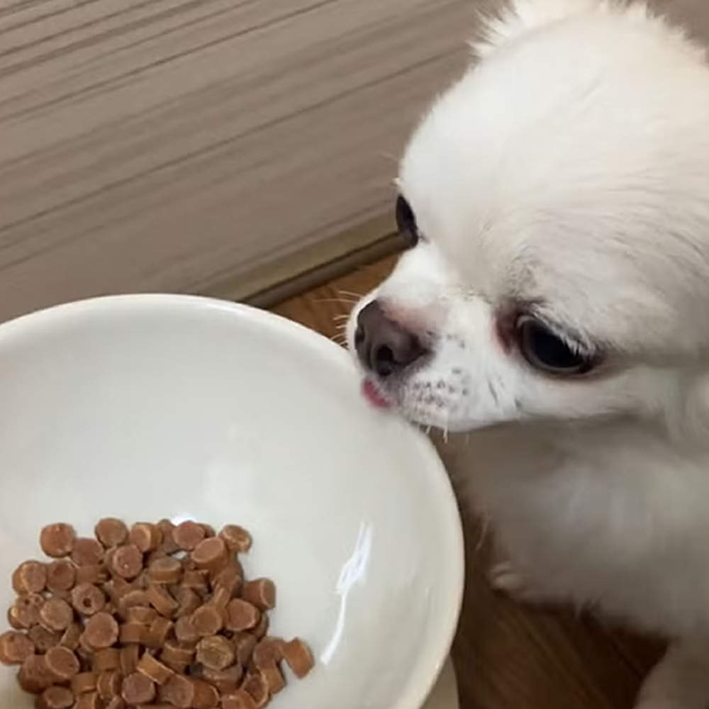 ペティオ アドメイト more soft プレミアム チキン シニア 500g