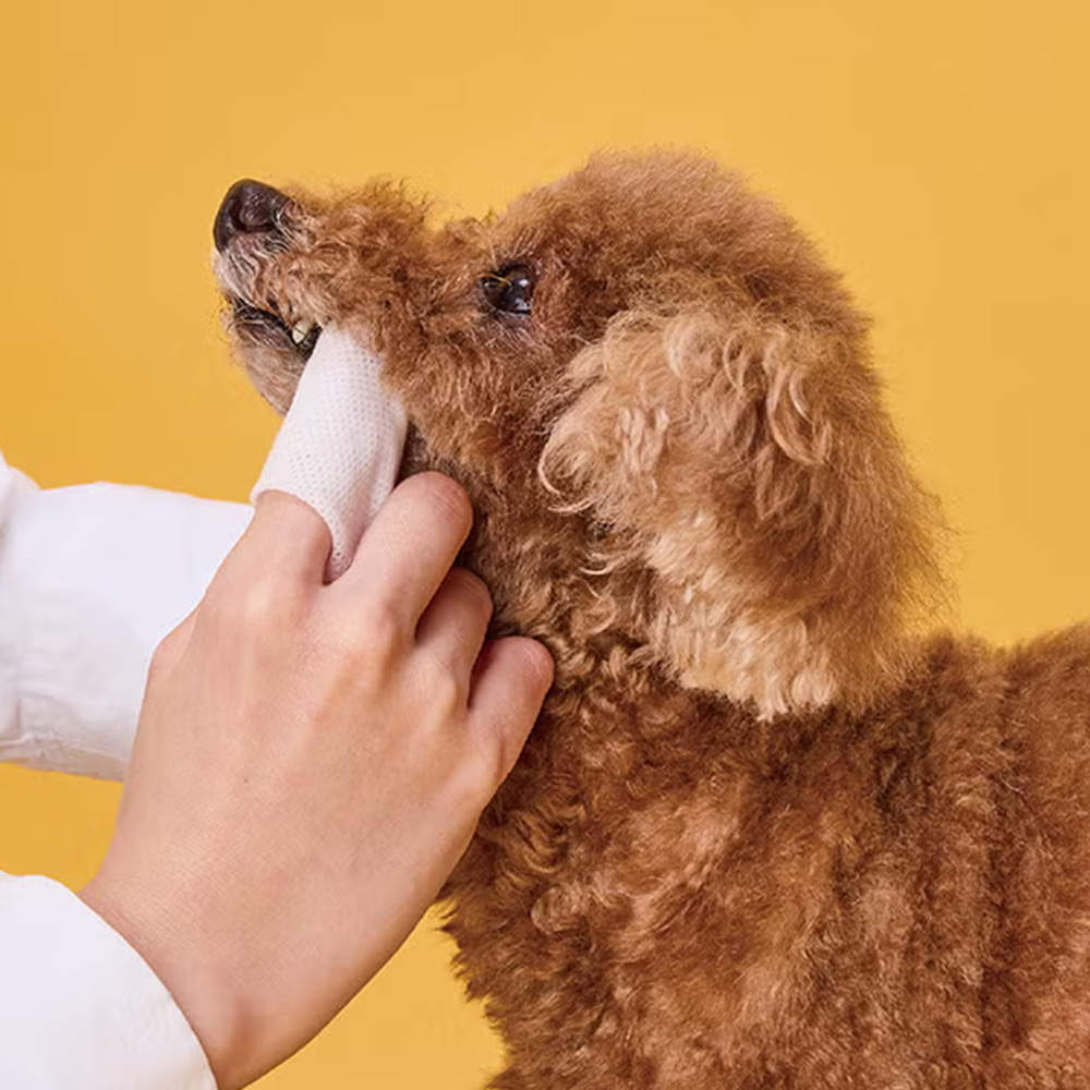 ペティオ 犬猫用 歯みがき用シートでふきとる デンタルティッシュ ラズベリー 30枚入 2個セット