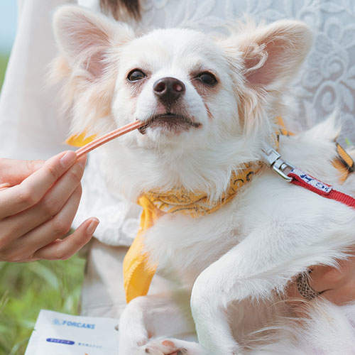 FORCANS フォーキャンス かむヨーグルト 青りんご 14本入 90g