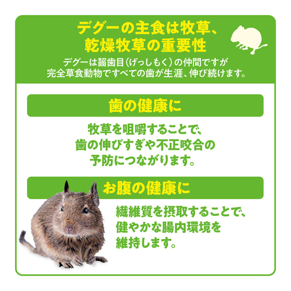ジェックス デグー プレミアムフード シンバイオティクスブレンド 1.1kg 2個