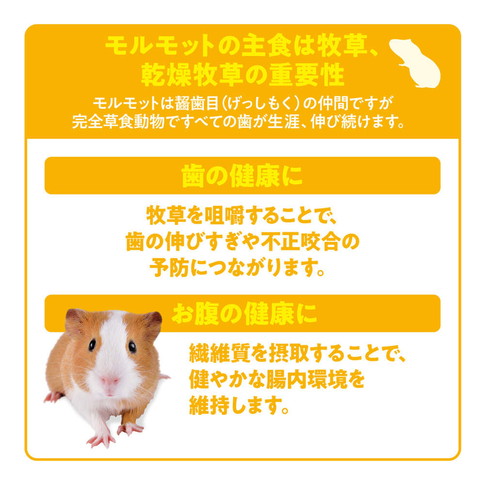 ジェックス モルモット プレミアムフード シンバイオティクスブレンド 1.3kg 2個