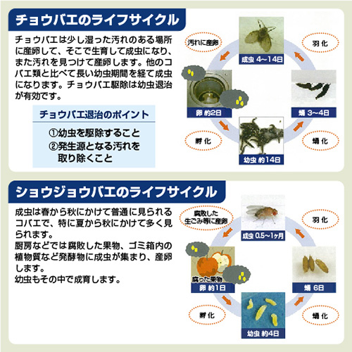 大日本除虫菊 チョウバエ駆除剤 チョウバエバスター 業務用 チョウバエバスター 粉末 10包入