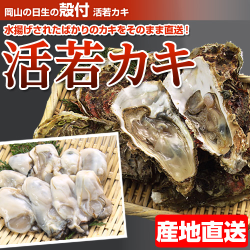 【今季販売終了】岡山　日生　殻付き　活若牡蠣 約50個前後: